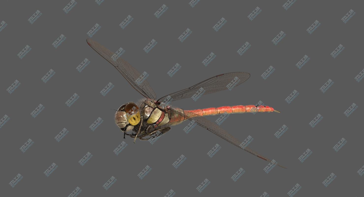 images/goods_img/2021040162/3D Dragonfly Common Darter/5.jpg